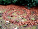 Photo of leafs in my garden forming a spiral shape