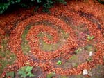 Another photo of leafs in my garden forming a spiral shape